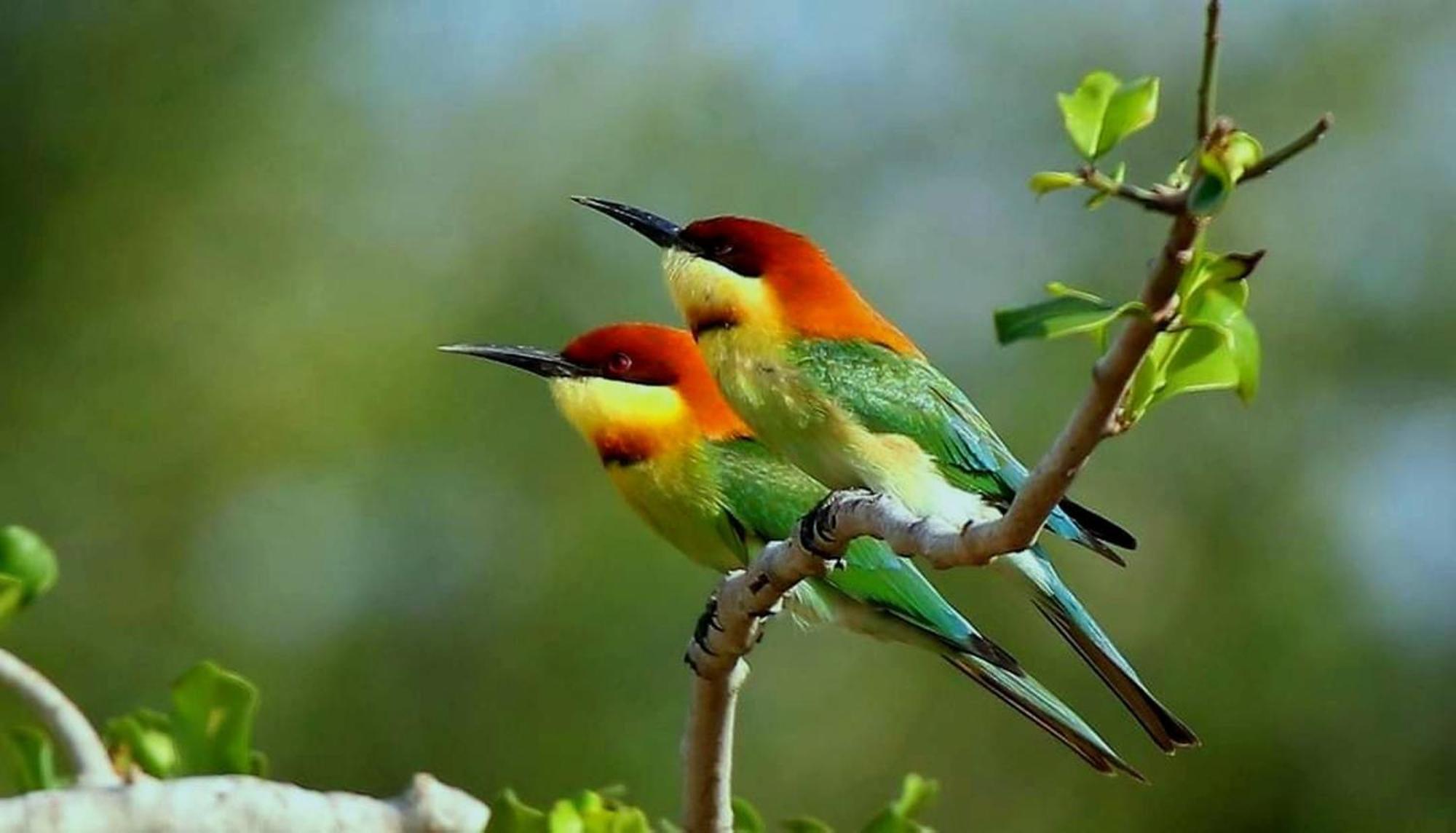 Four Seasons Safari Resort Udawalawa اوداوالاوي المظهر الخارجي الصورة